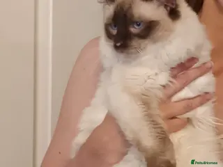 Ragdoll cats RAGDOLL MALE (Seal Point) - Advert 2