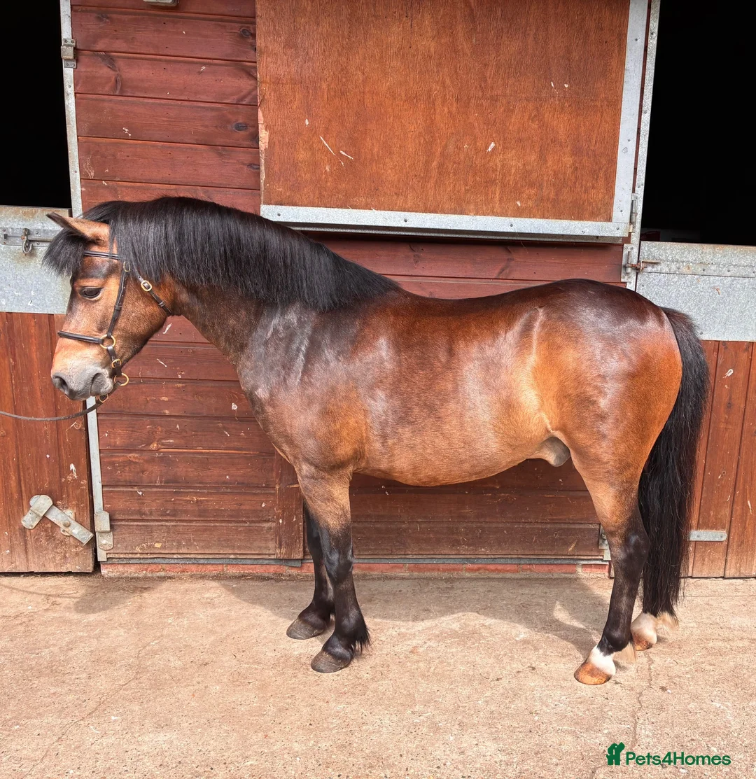 Welsh Section A horses for sale: Gizmo the ultimate children’s pony  in Dereham - Advert 1