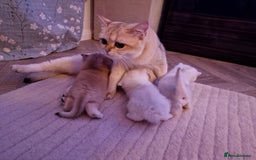 British Shorthair cats for sale: Rare Registered British Shorthair Chinchila Kitten - Image 9