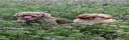 Spanish Water Dog dogs for sale: Spanish water dog  - Advert 29