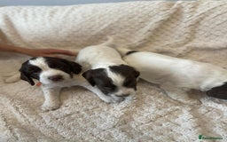 English Springer Spaniel dogs for sale: English springer spaniel  - Image 4