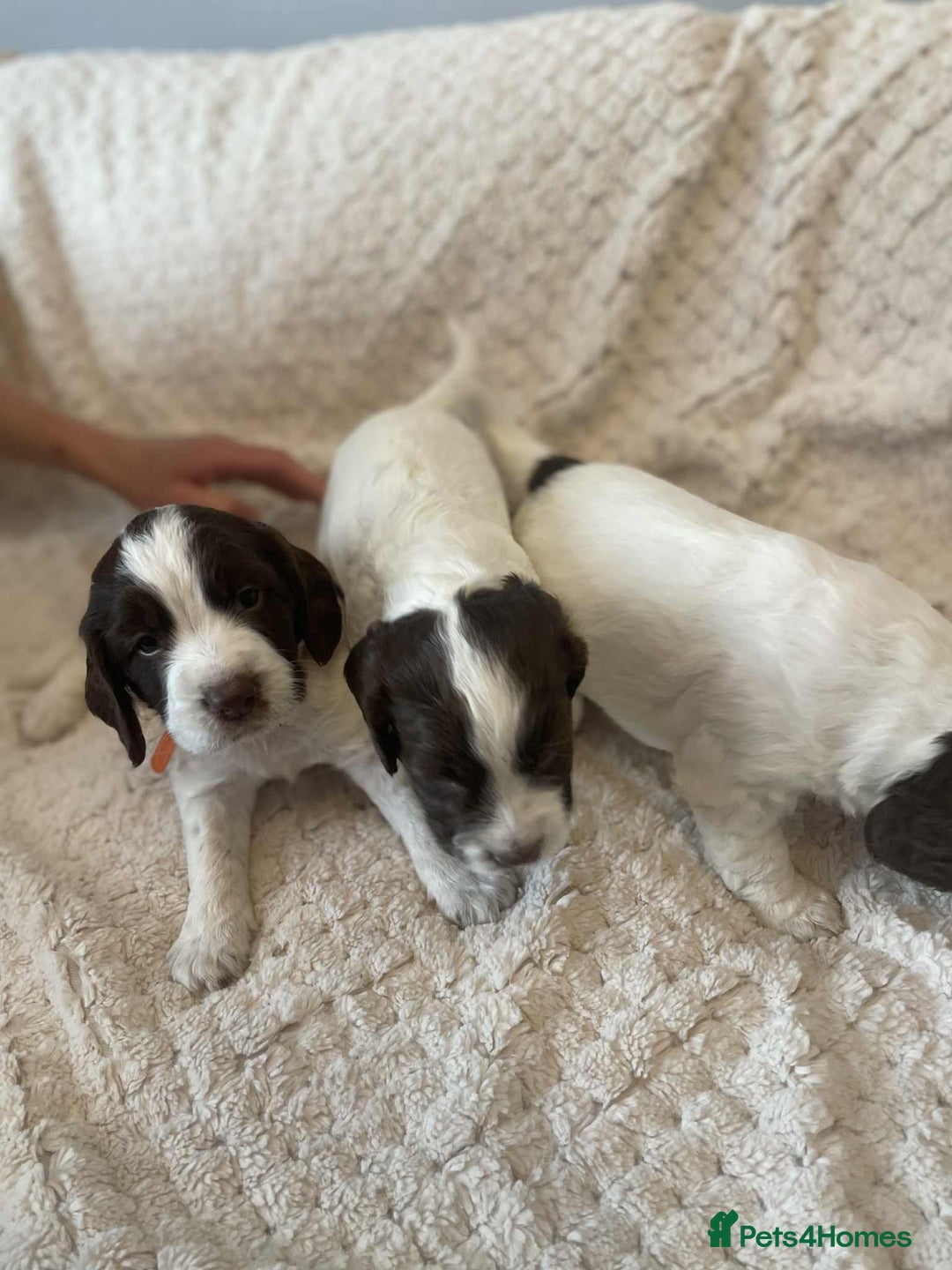 English Springer Spaniel dogs for sale: English springer spaniel  - Image 4