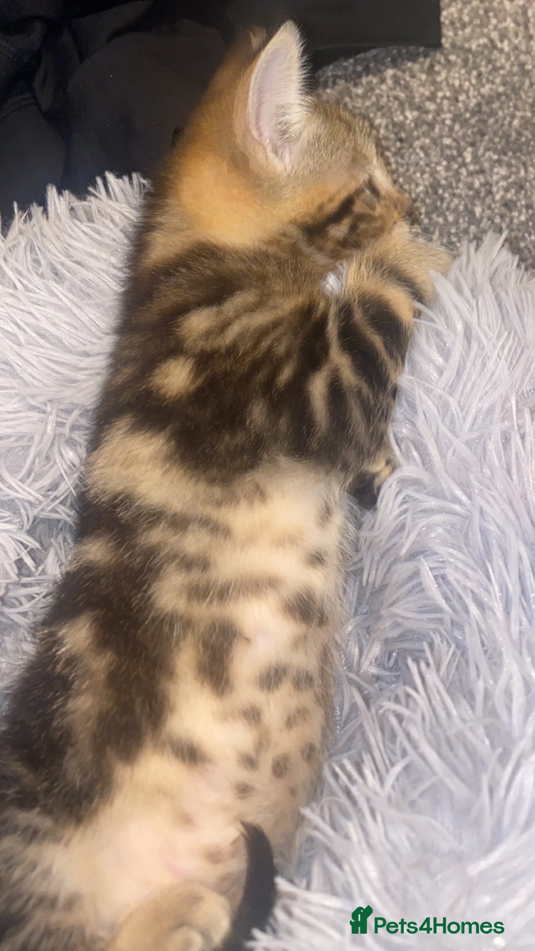 Mixed Breed cats for sale: Cute Brown kitten - Advert 7