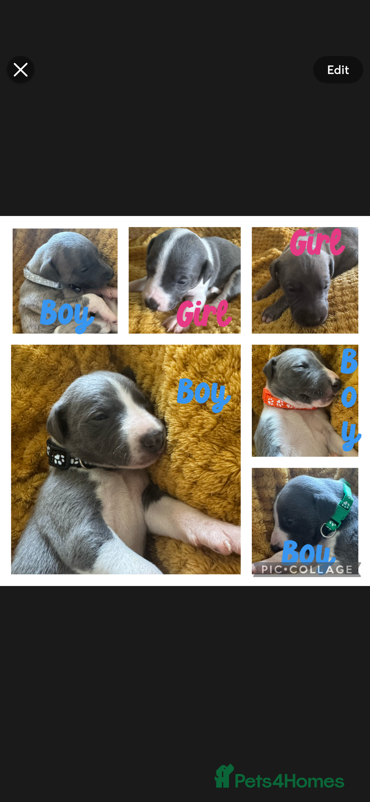Whippet dogs 🐾 Exceptional KC Registered Whippet Puppies - Advert 1