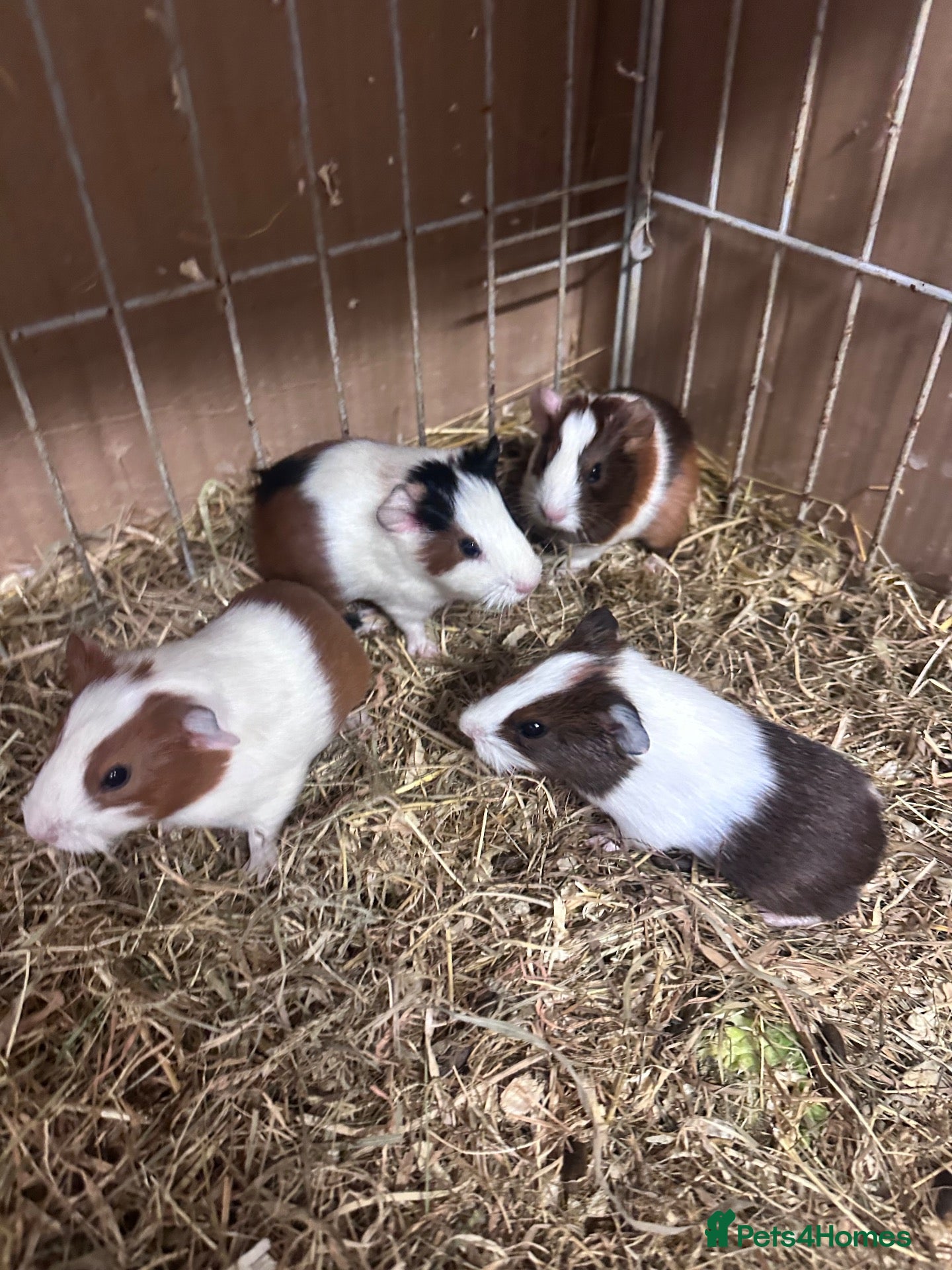 Guinea Pig rodents Gorgeous baby Guineapigs  - Advert 1