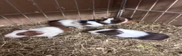 Guinea Pig rodents for sale: Gorgeous baby Guineapigs  - Advert 1
