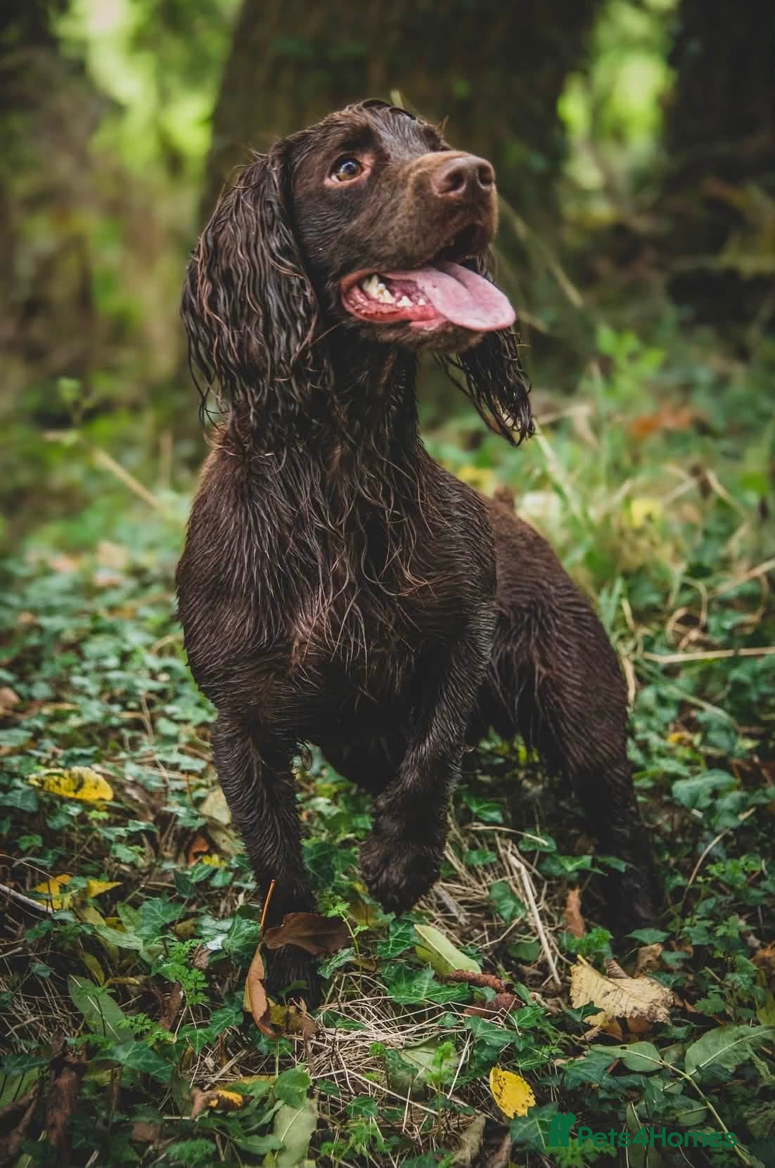 Cocker Spaniel dogs Red working cocker spaniel puppies - Advert 17