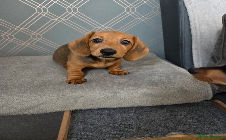 Dachshund dogs - Advert 1