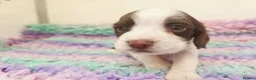 English Springer Spaniel dogs for sale: KC Homebred Health Tested Vet Social Pups 🩷 - Advert 4