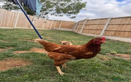 Chickens poultry for sale: Warren hen  - Image 1