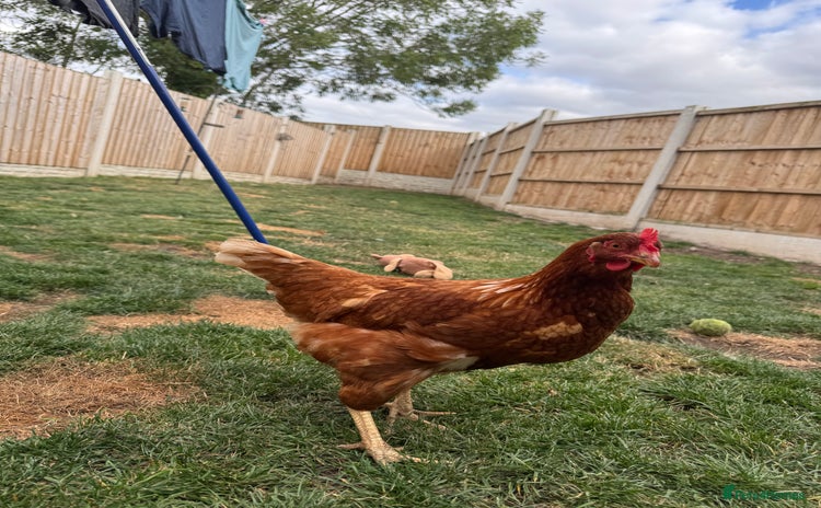 Chickens poultry - Advert 2