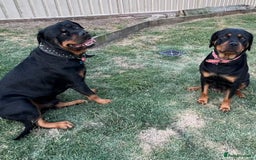 Rottweiler dogs for sale: Pure bred Rottweilers puppies - Image 9