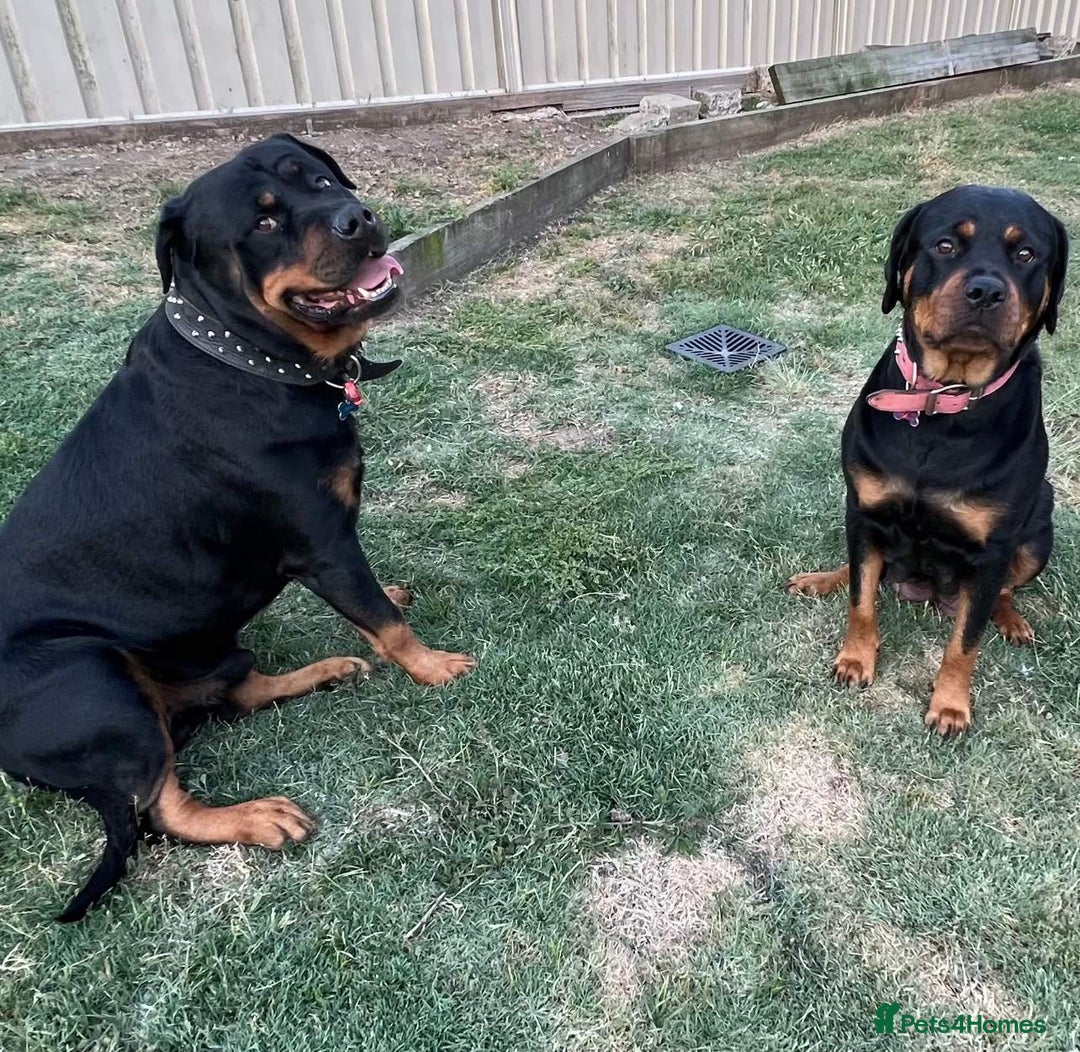 Rottweiler dogs for sale: Pure bred Rottweilers puppies - Image 9