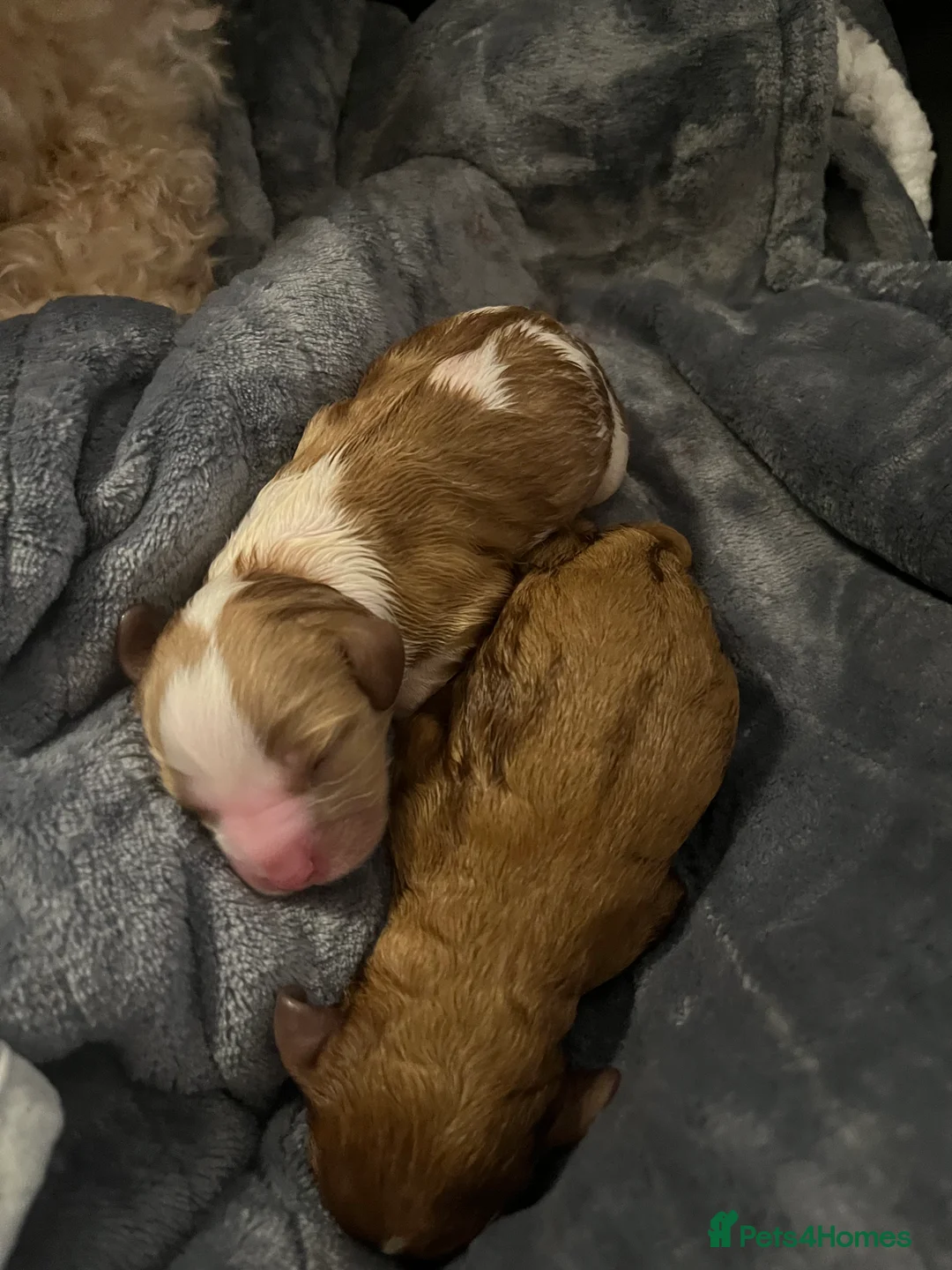 Cavapoo dogs for sale: cavapoo puppies  - Advert 5