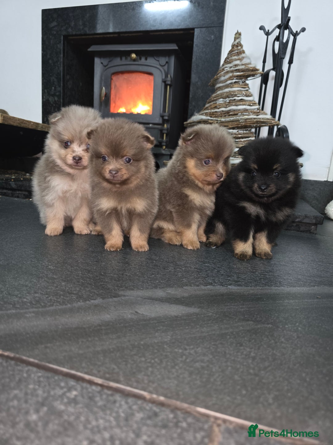 Pomeranian dogs for sale: Beautiful pomeranian puppies  - Advert 10
