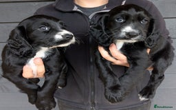 Cocker Spaniel dogs for sale: Beautiful Cocker Girl Pups, READY TO LEAVE-27.7.25 - Image 1