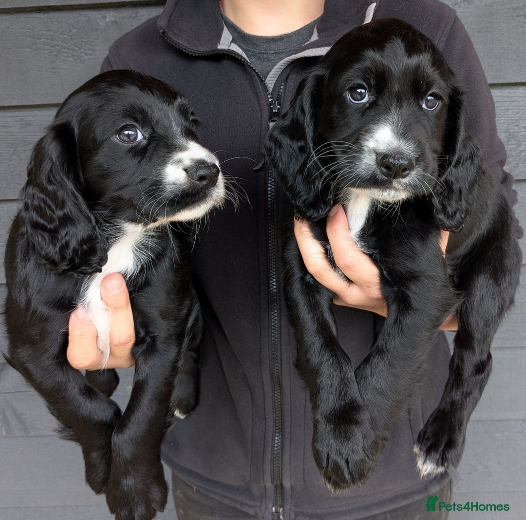 Cocker Spaniel dogs for sale: Beautiful Cocker Girl Pups, READY TO LEAVE-27.7.25 - Image 1