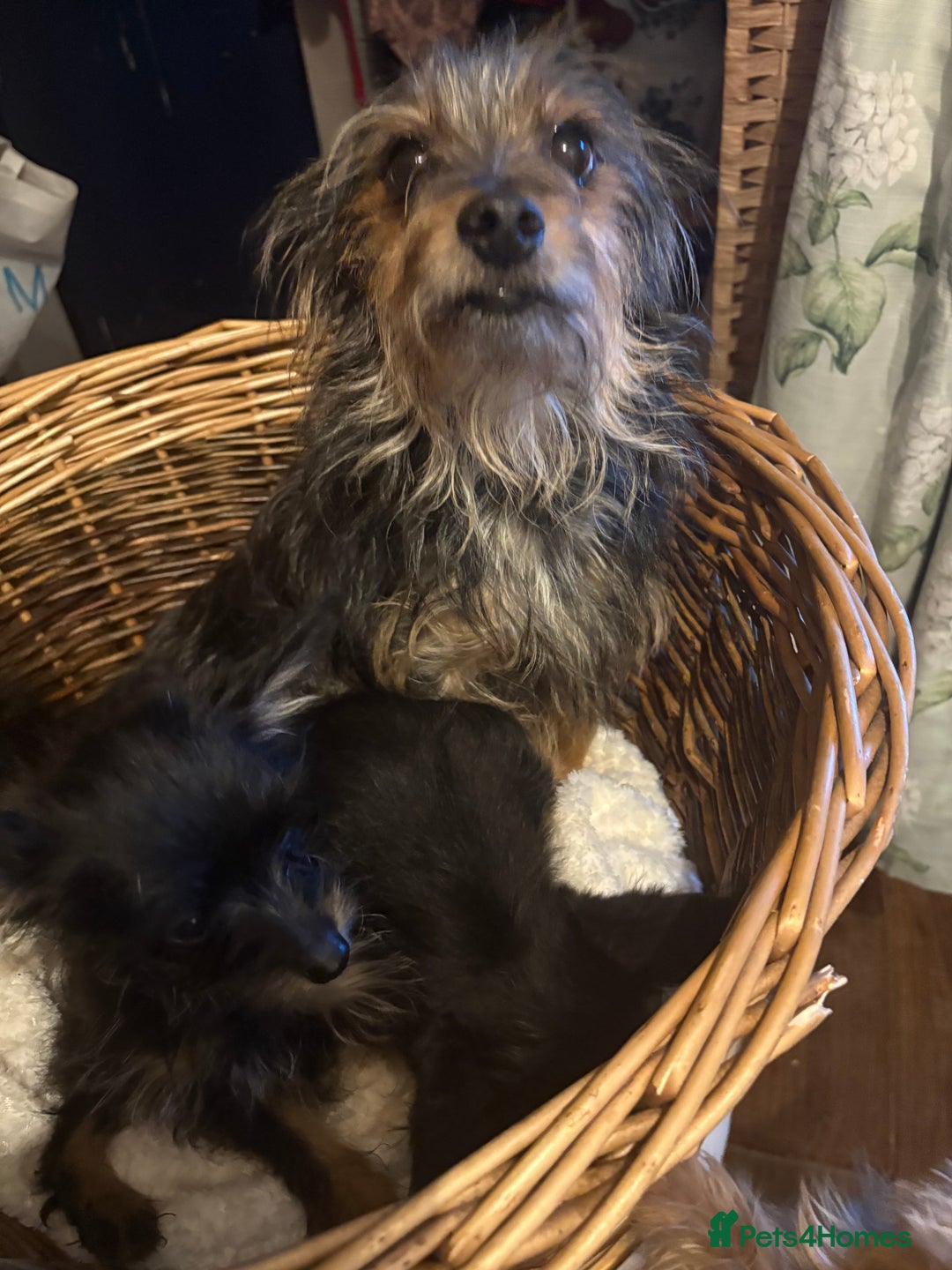 Mixed Breed dogs for sale: Yorkshire terrier x puppies  - Advert 1