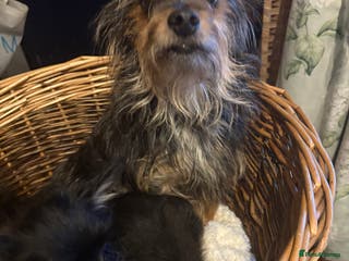 Mixed Breed dogs Yorkshire terrier x puppies - Advert 5