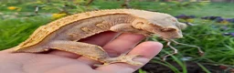 Gecko reptiles for sale: Various Crested Geckos for sale, £50 each - Advert 4