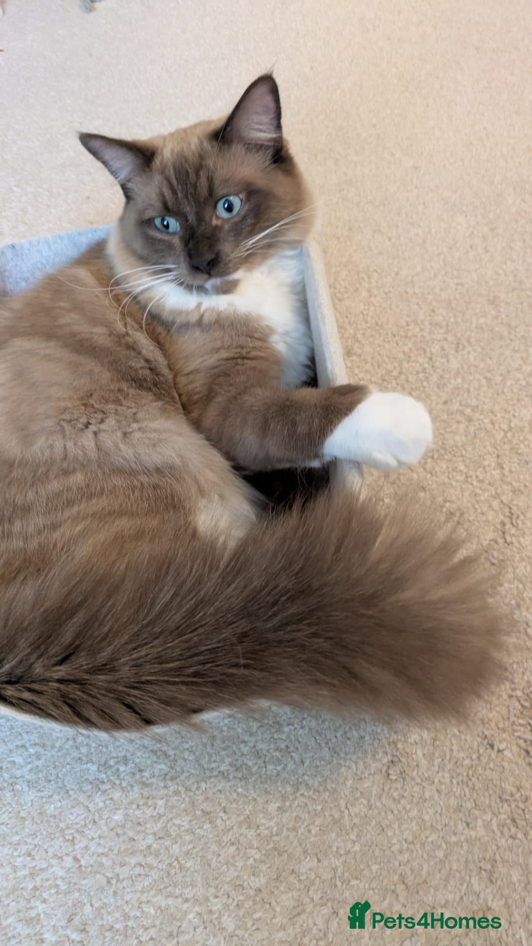 Ragdoll cats Chocolate Mink Mitted Ragdoll Boy – TICA - Advert 2