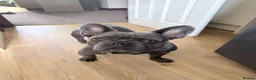 French Bulldog dogs for sale: BEAUTIFUL FEMALE FRENCHIE Available now.  in Holmfirth - Advert 8