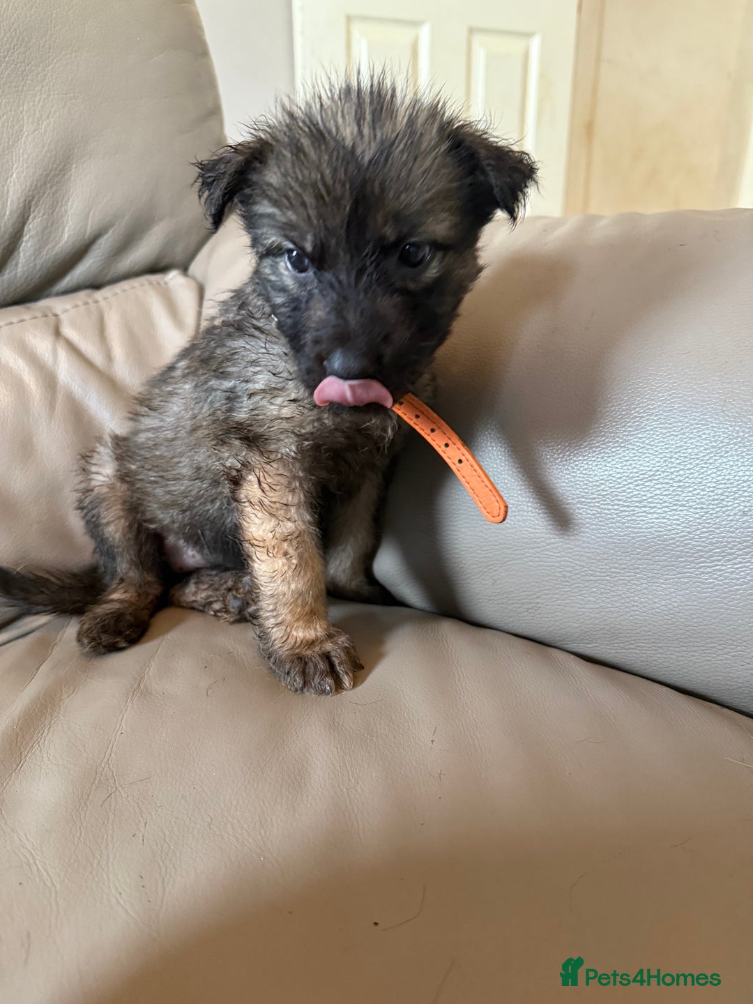 Mixed Breed dogs for sale: German shepherd x Belgian Malinois - Image 15