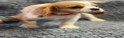 Cavalier King Charles Spaniel dogs for sale: Cavalier King Charles  - Advert 10