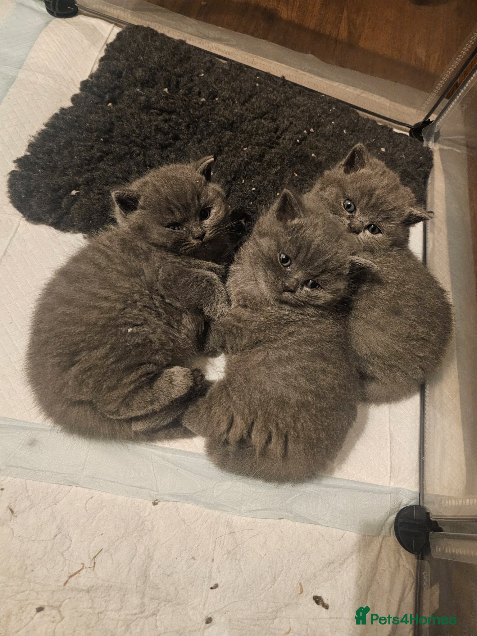British Shorthair cats Pedigree British Shorthair Kittens - Advert 2