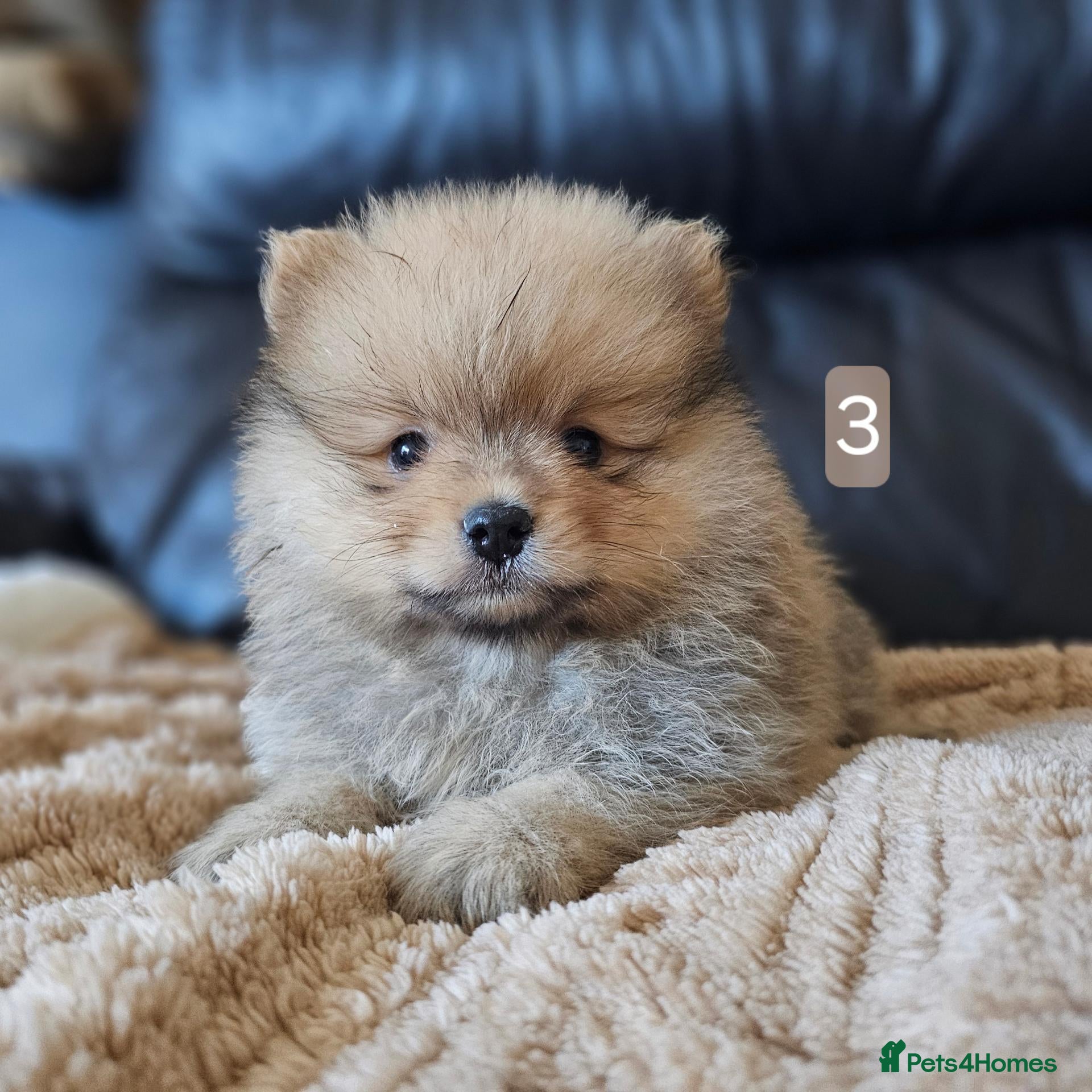Pomeranian dogs  1 pomeranian boy - Advert 19