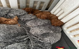 Cavapoo dogs for sale: 5⭐️⭐️⭐️⭐️⭐️F1b Curly Teddy Cavapoo’s DNA/heart  - Image 9