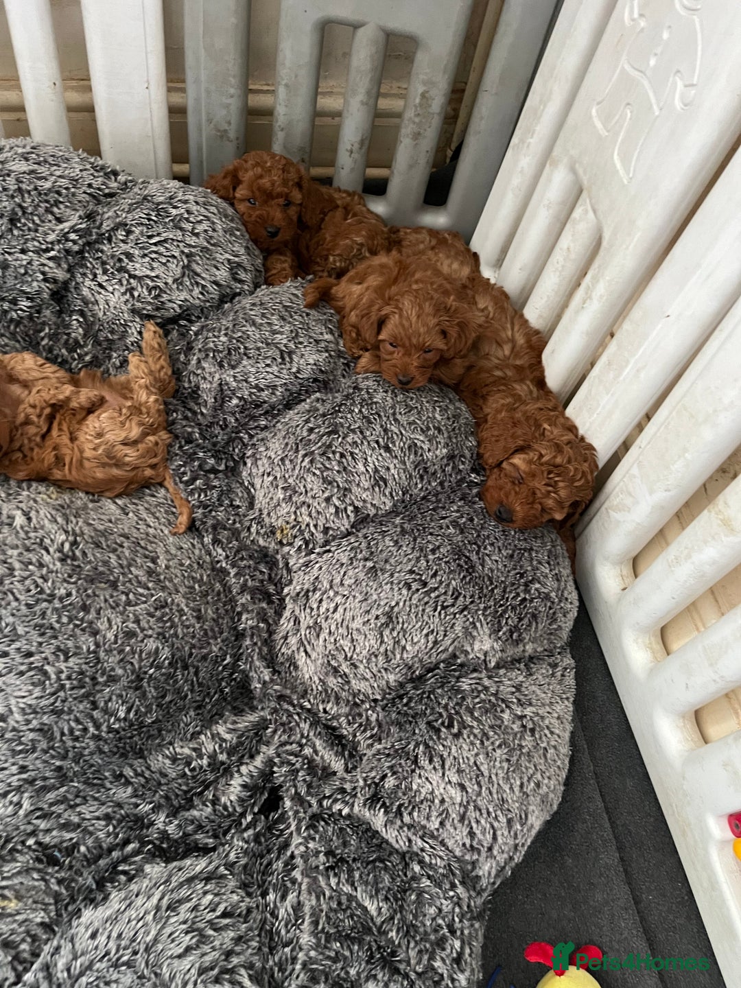 Cavapoo dogs for sale: 5⭐️⭐️⭐️⭐️⭐️F1b Curly Teddy Cavapoo’s DNA/heart  - Image 9