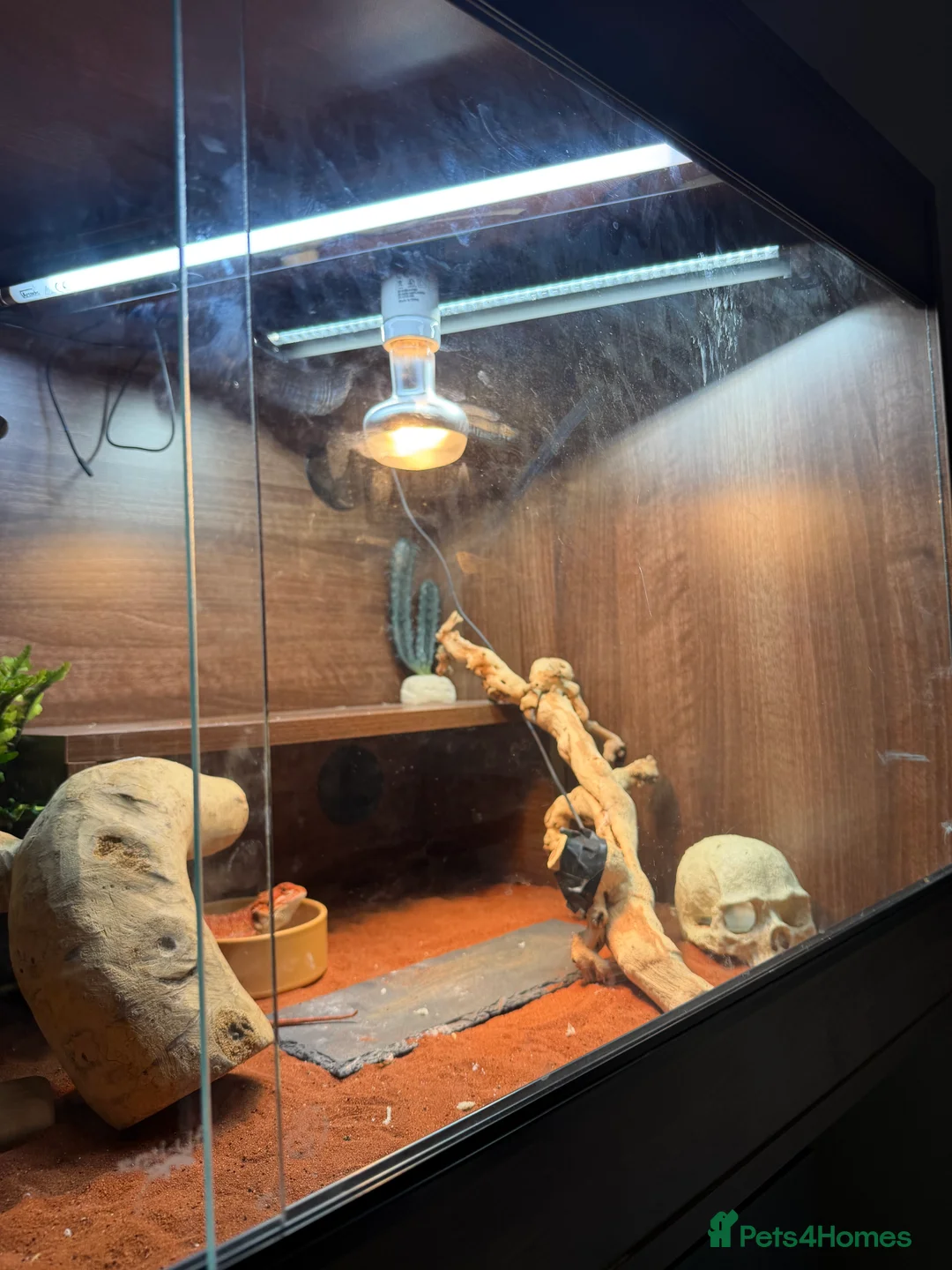 Bearded Dragon reptiles for sale: Red monster bearded dragon  - Advert 5