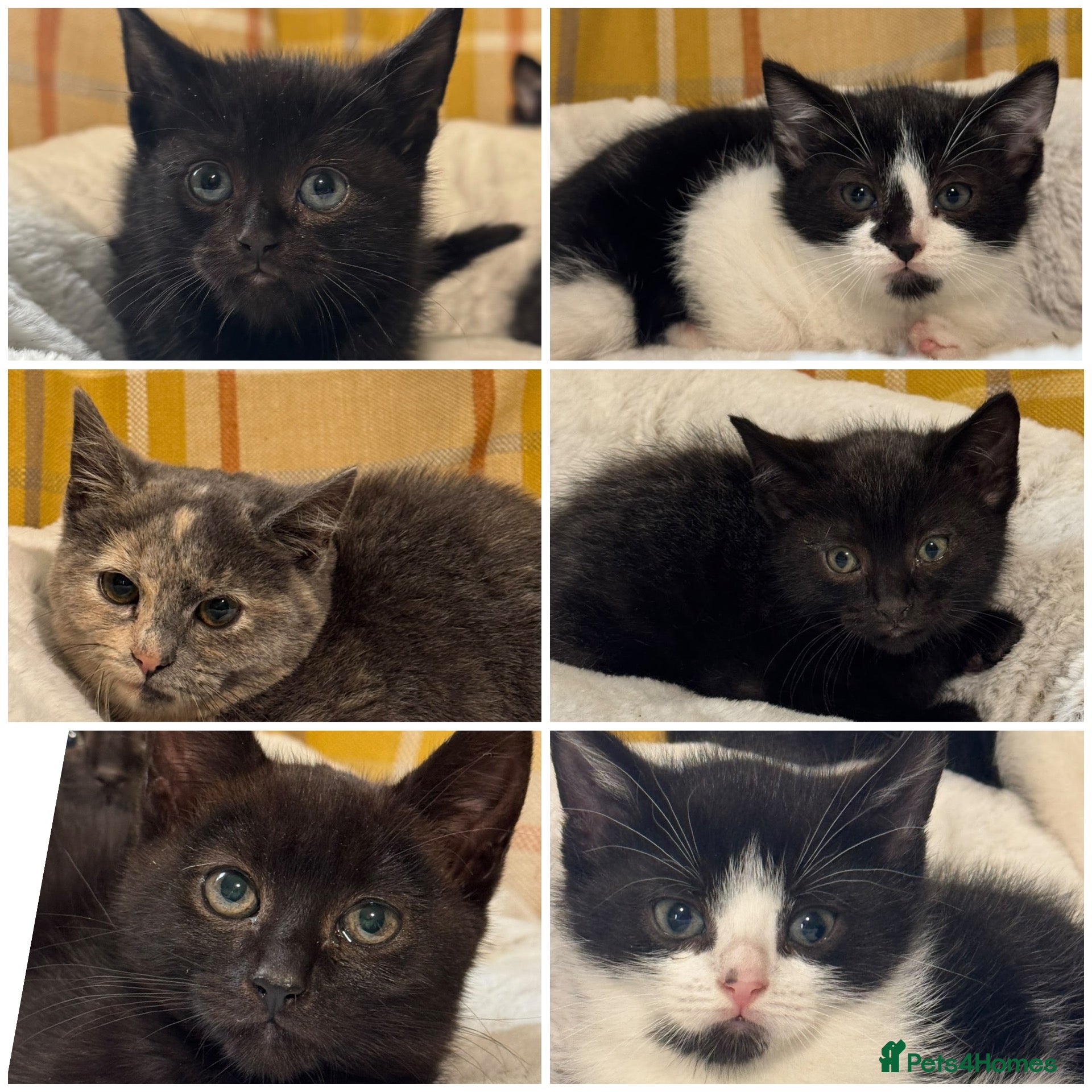 British Shorthair cats for sale: Beautiful Kittens Ready now  - Advert 1