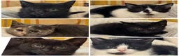 British Shorthair cats for sale: Beautiful Kittens Ready now  - Advert 1