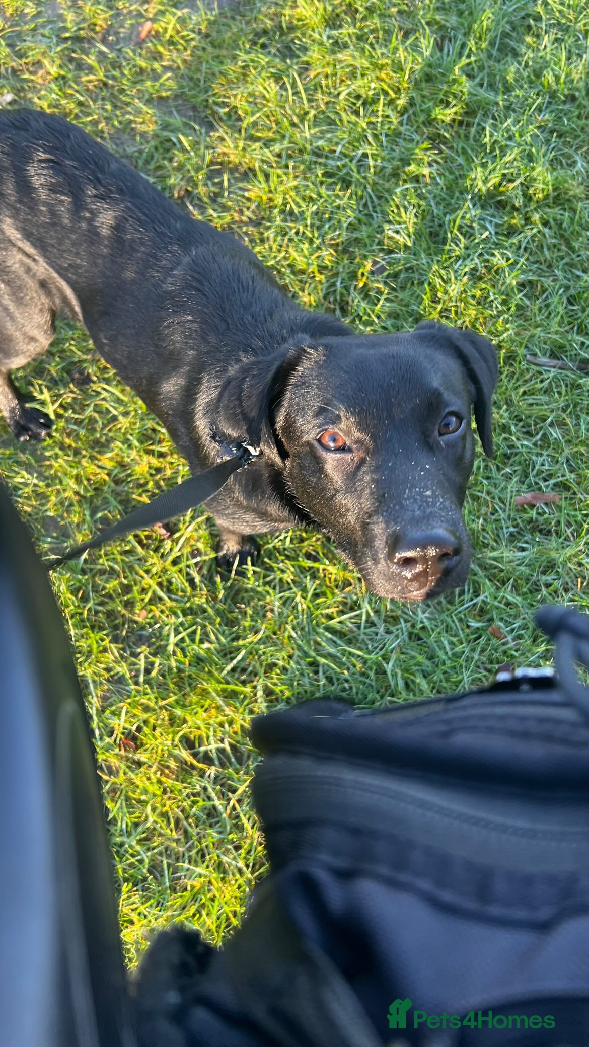 Labrador Retriever dogs Joey  - Advert 16