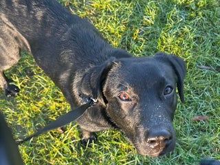 Labrador Retriever dogs Joey - Advert 1