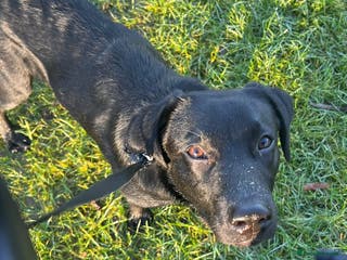 Labrador Retriever dogs Joey - Advert 8