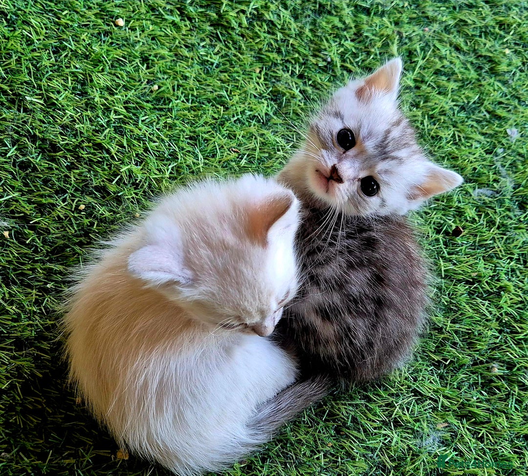 Bengal cats for sale: BENGAL X BRITISH SHORT HAIR - Image 8