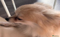 Chihuahua dogs for sale: Chihuahua for sale - Image 3