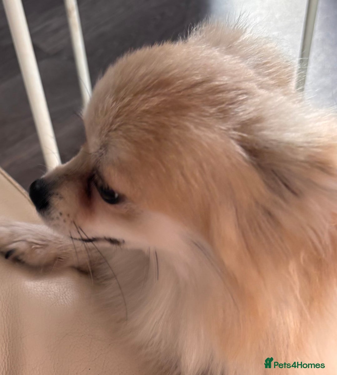 Chihuahua dogs for sale: Chihuahua for sale - Image 3