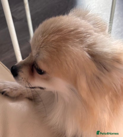 Chihuahua dogs - Advert 16