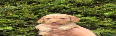 Cockapoo Puppy 6