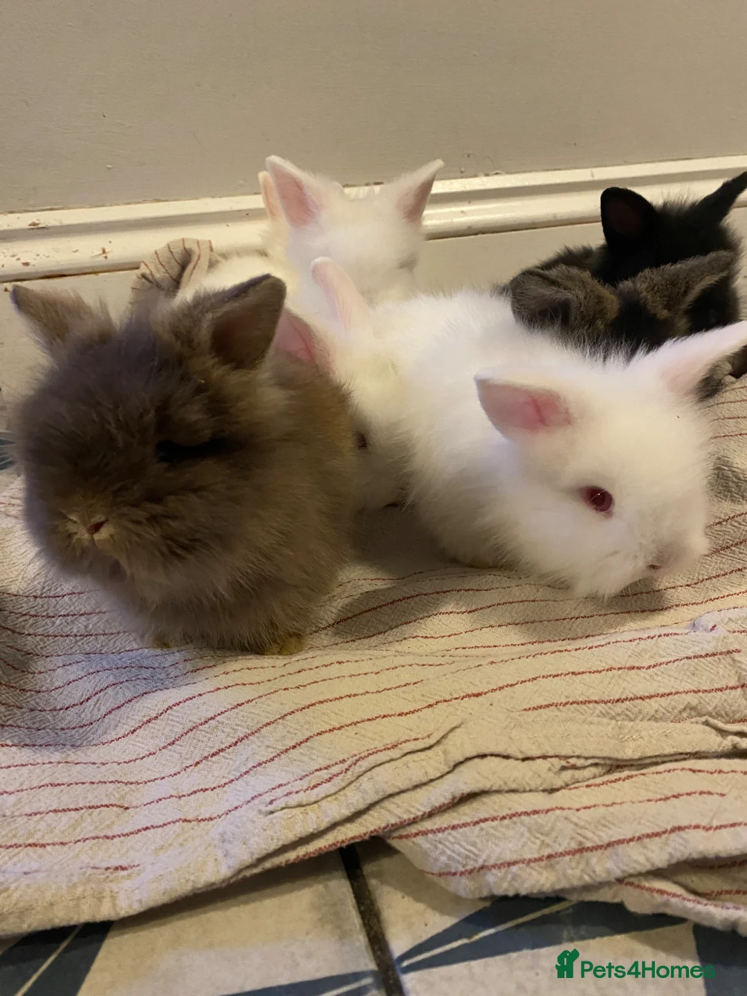 Lionhead rabbits for sale: Mini lion head lop teddywidder babies  - Advert 1