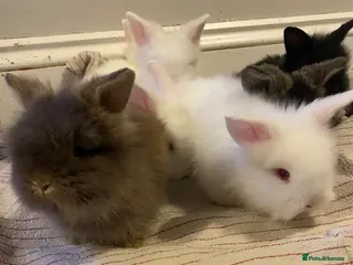 Lionhead rabbits Mini lion head lop teddywidder babies - Advert 2