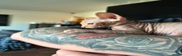 Sphynx cats for sale: Canadian sphynx ready to leave now  - Advert 22