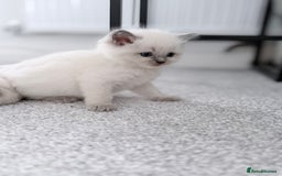 Ragdoll cats for sale: Adorable Baby Ragdolls Ready for Loving Homes - Image 3