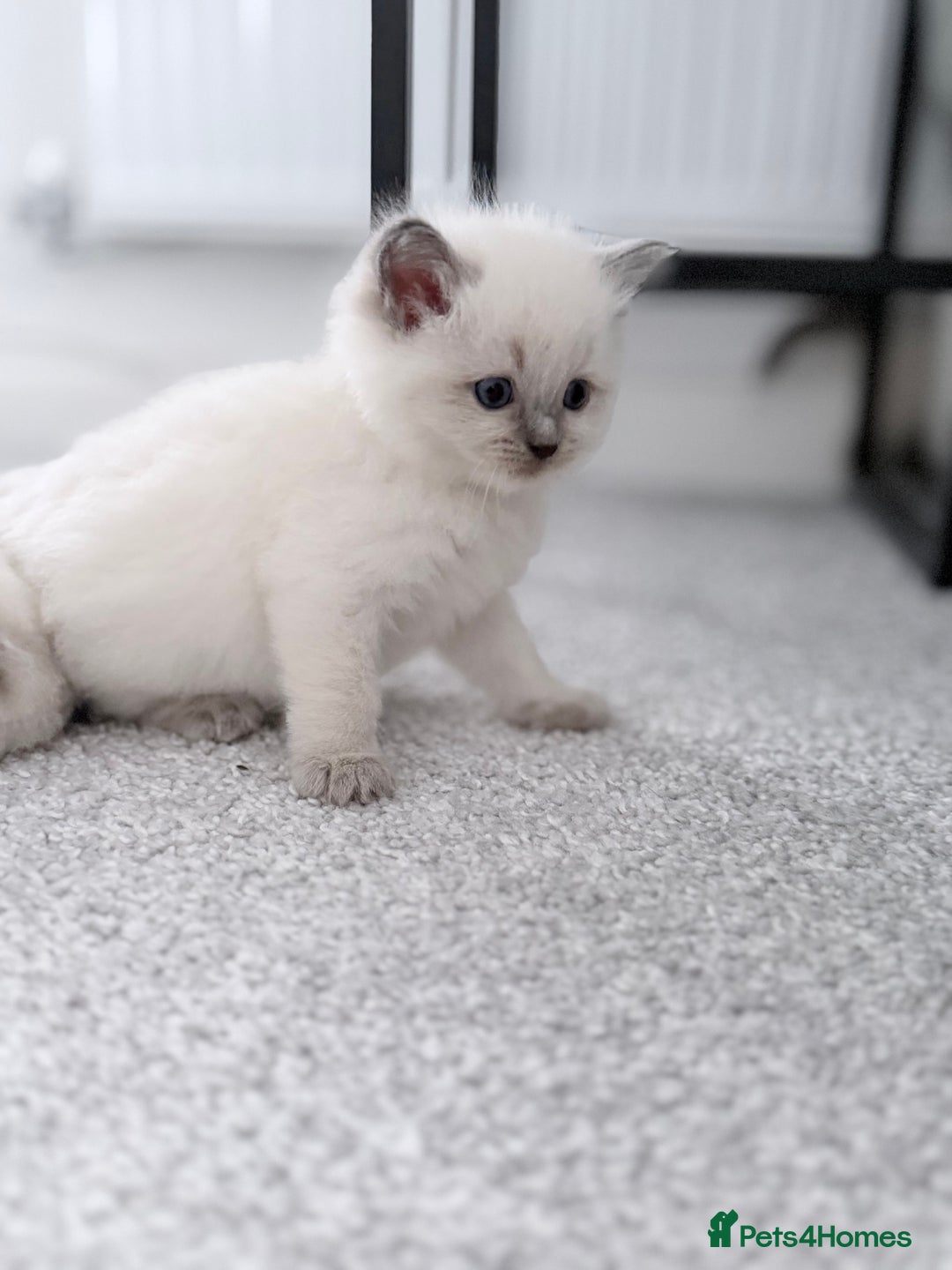 Ragdoll cats for sale: Adorable Baby Ragdolls Ready for Loving Homes - Image 3