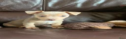 Jack Russell dogs for sale: Fabulous Jack Russell puppies  - Advert 4