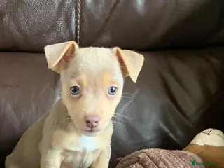 Jack Russell dogs for sale: Fabulous Jack Russell puppies - Advert 2
